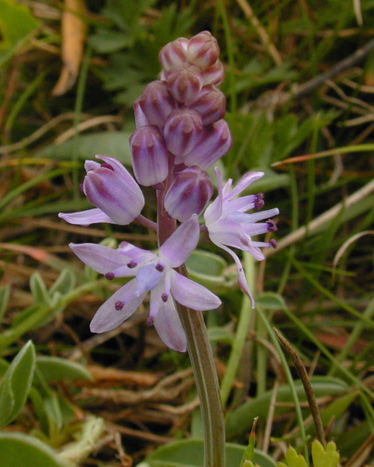 Image of autumn squill