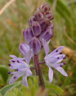 Image of autumn squill