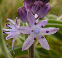 Image of autumn squill