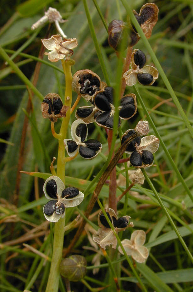 Image of autumn squill