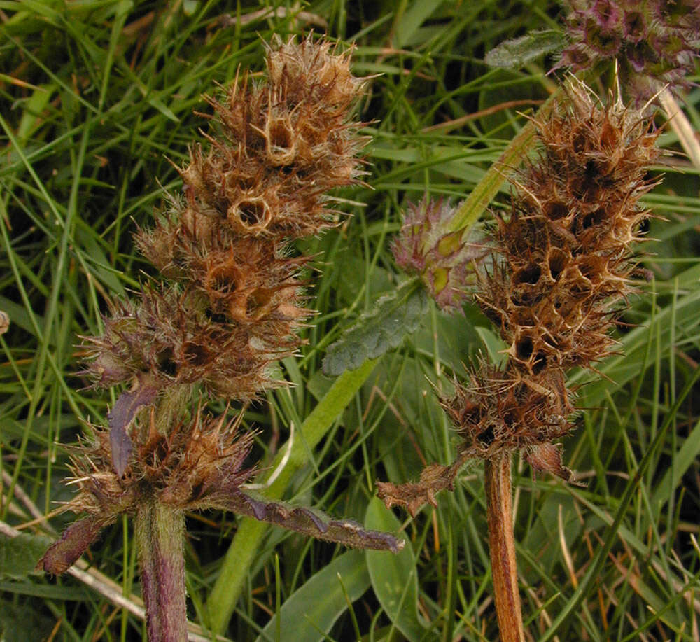 Image de Betonica officinalis L.