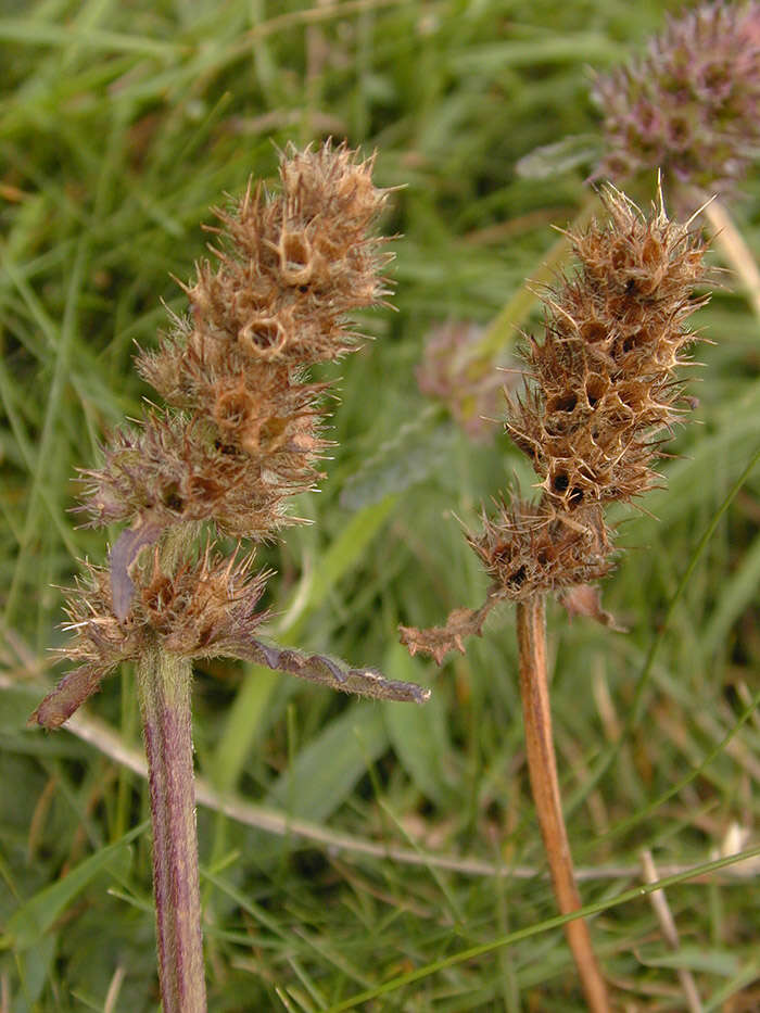 Image de Betonica officinalis L.