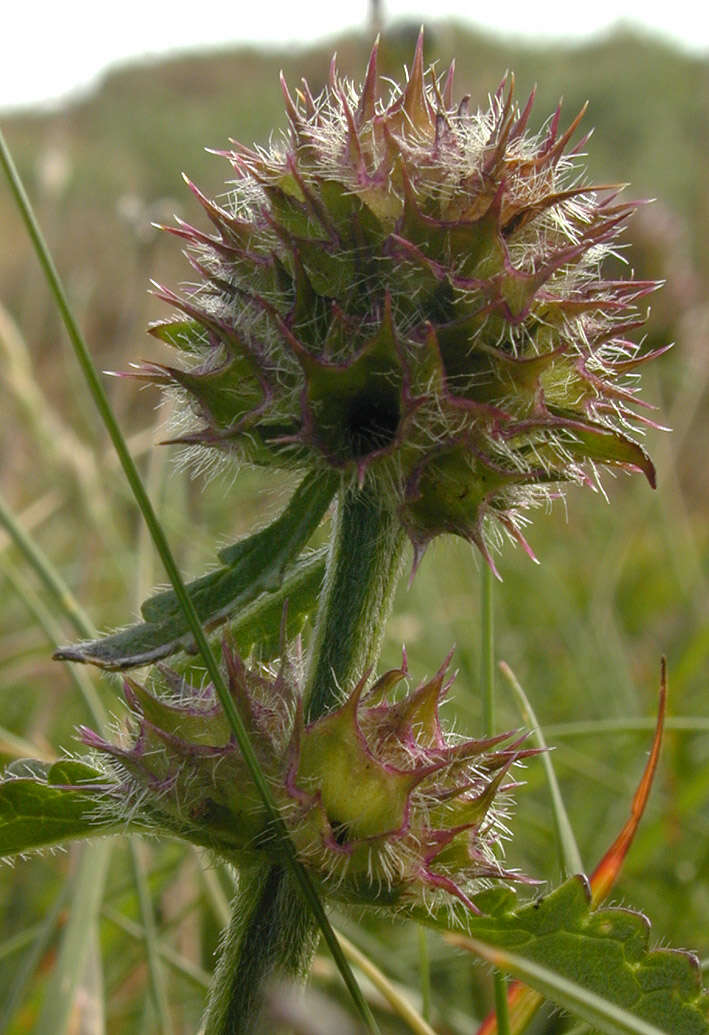 Image de Betonica officinalis L.