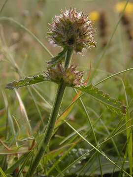 Image de Betonica officinalis L.