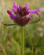 Image de Betonica officinalis L.