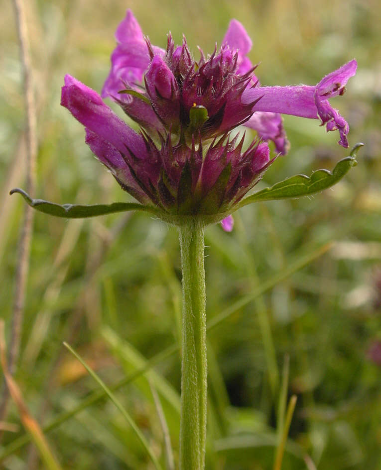 Image de Betonica officinalis L.