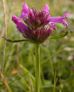 Image de Betonica officinalis L.