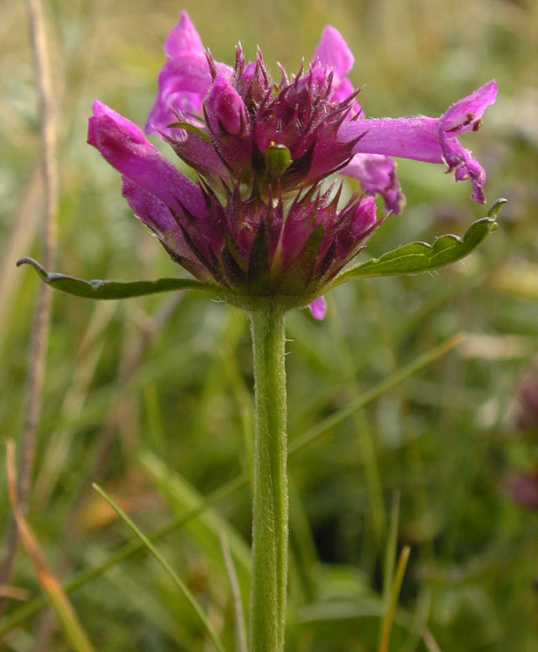 Image de Betonica officinalis L.