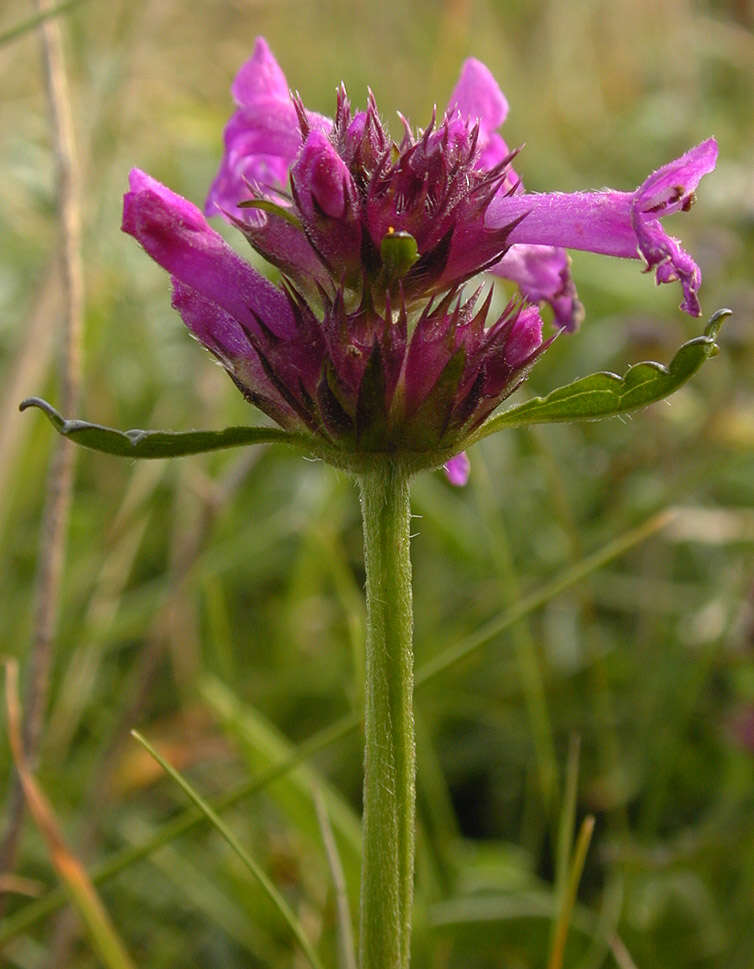 Image de Betonica officinalis L.