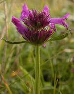 Image de Betonica officinalis L.