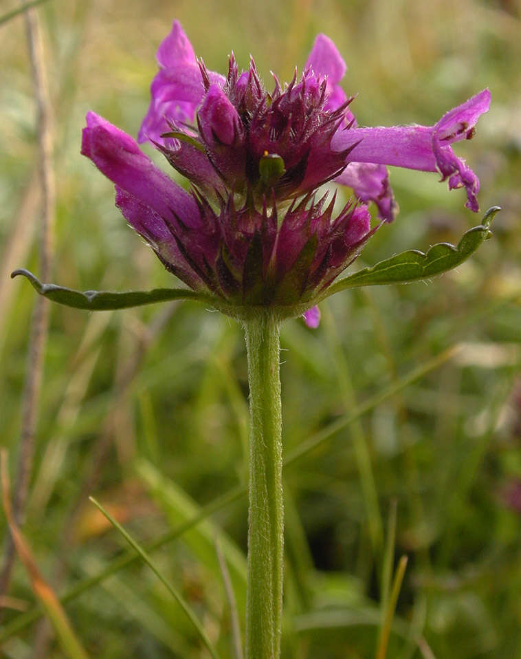 Image de Betonica officinalis L.