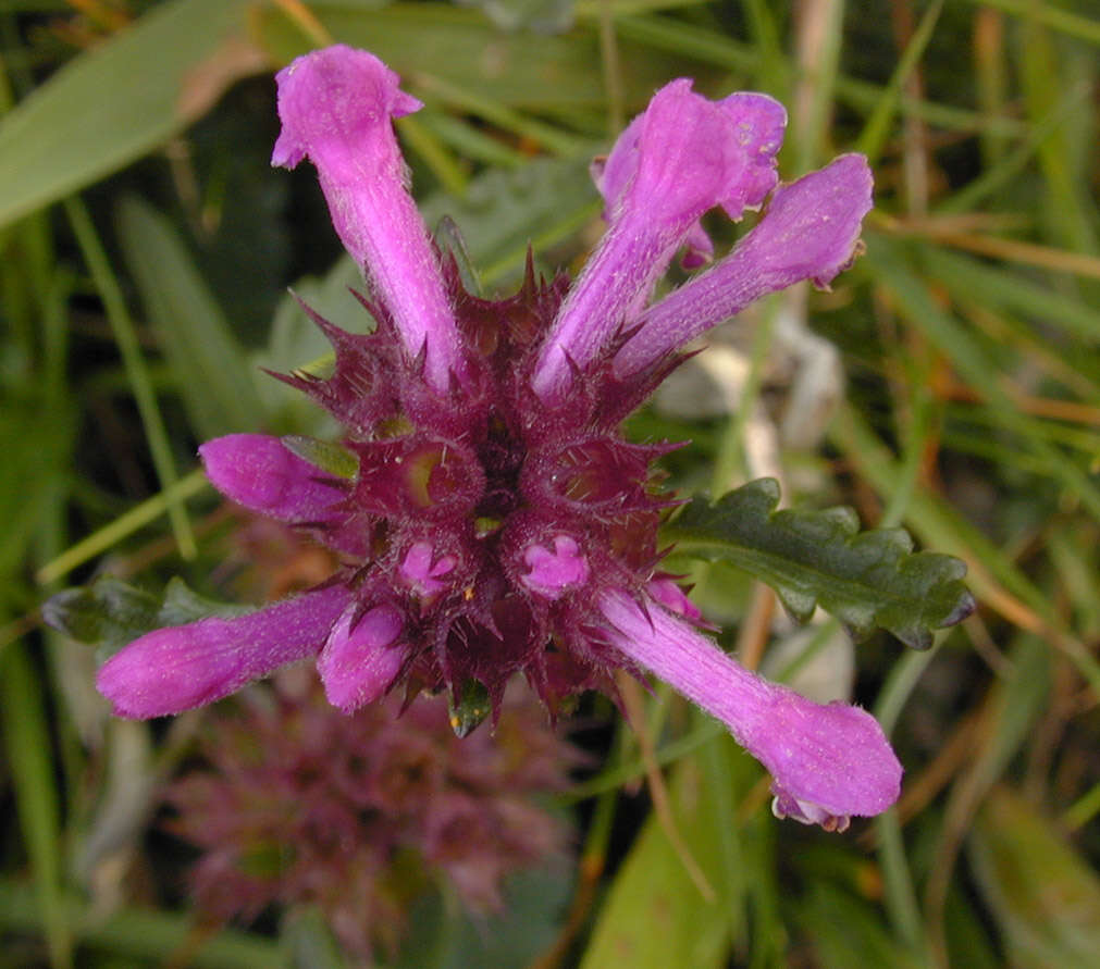 Image de Betonica officinalis L.