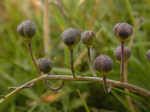 Image of autumn squill