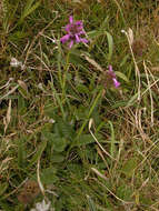 Image de Betonica officinalis L.