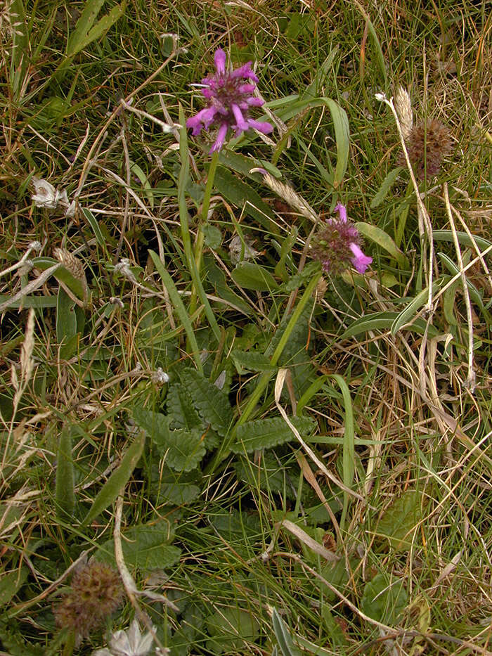 Image de Betonica officinalis L.