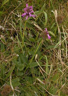 Image de Betonica officinalis L.