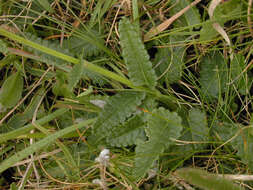 Image de Betonica officinalis L.