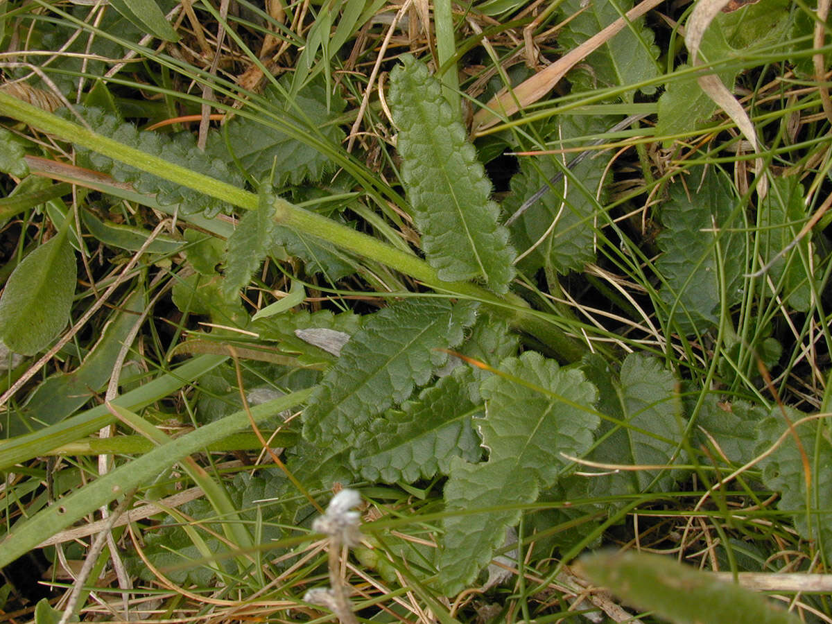 Image de Betonica officinalis L.