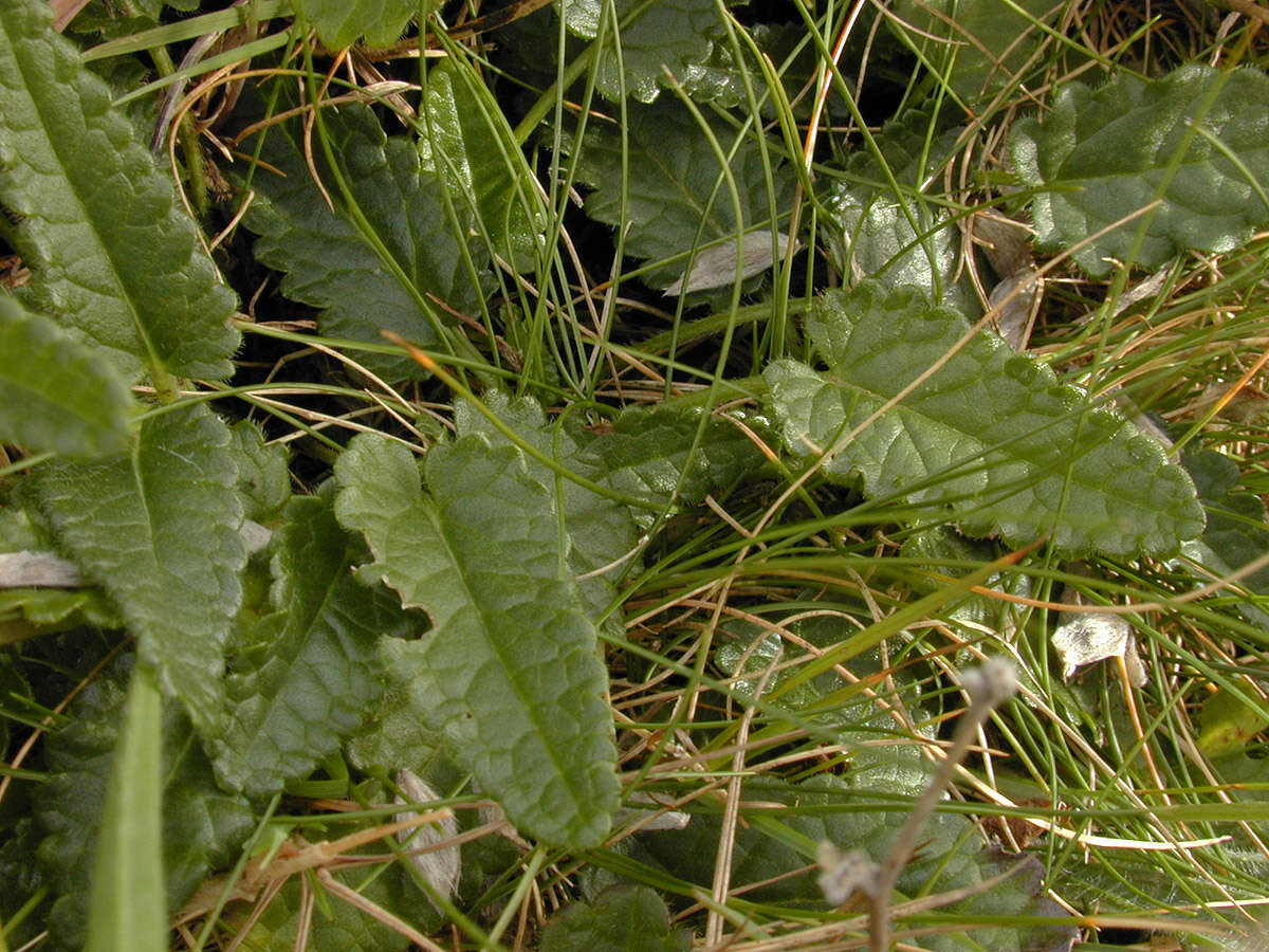 Image de Betonica officinalis L.