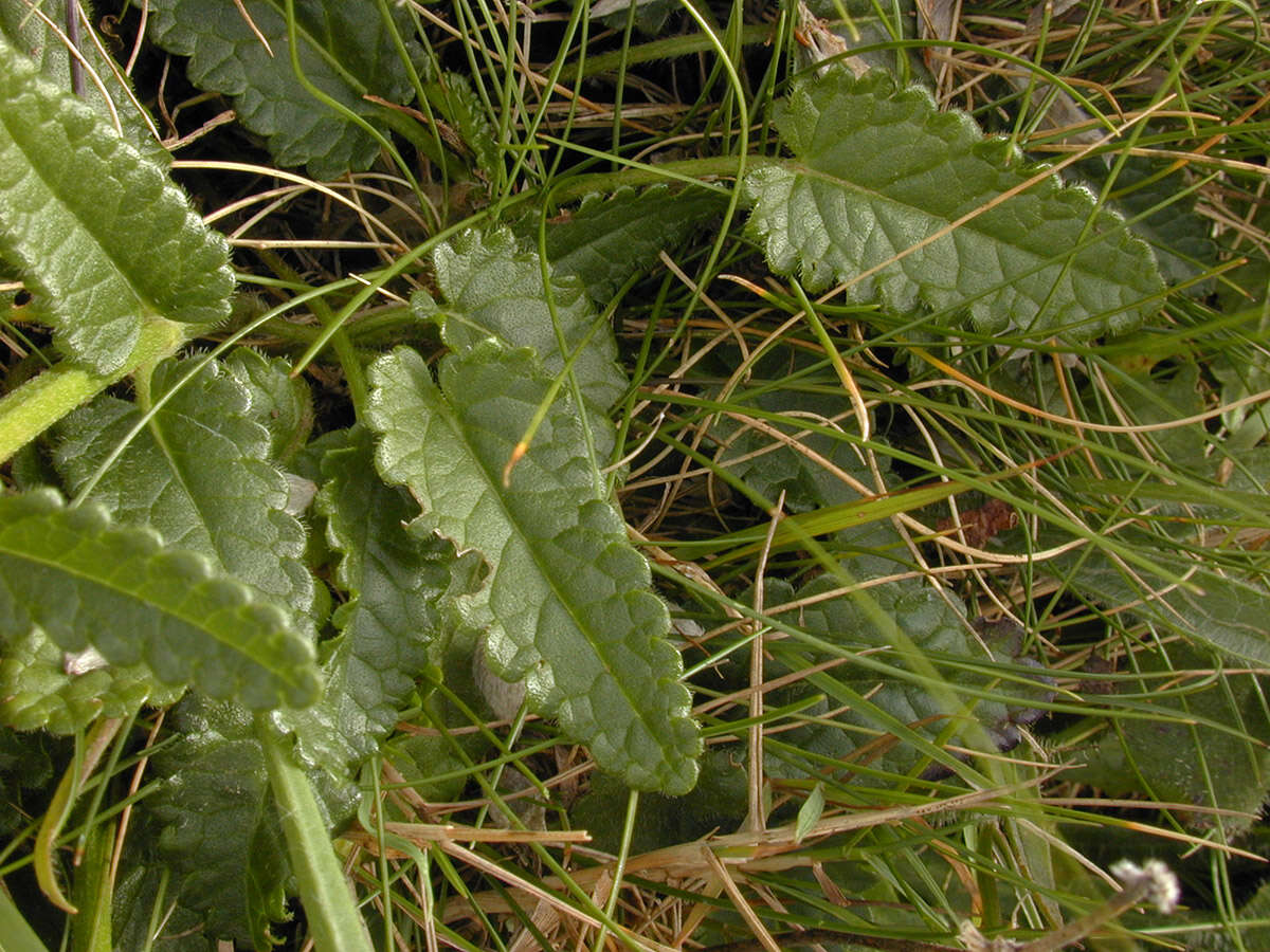 Image de Betonica officinalis L.