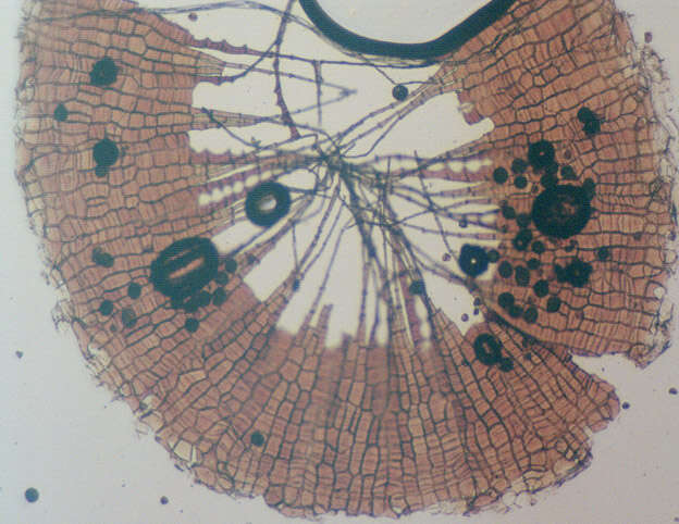 Image of horn calcareous moss