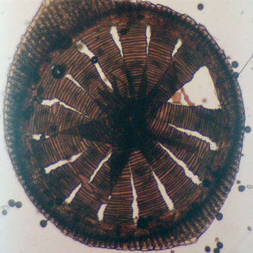 Image of horn calcareous moss