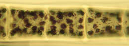 Spirogyra majuscula resmi