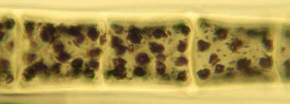 Image of Spirogyra majuscula