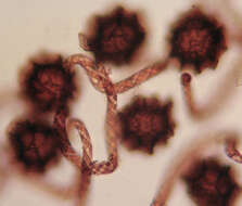 Image of liverworts