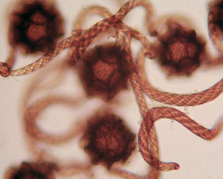 Image of Targioniaceae
