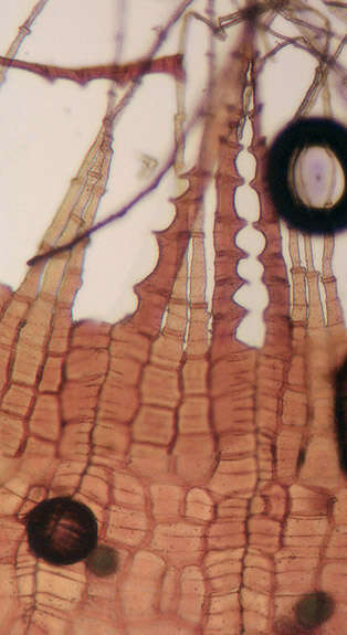 Image of horn calcareous moss