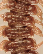 Image of Flat-backed millipede