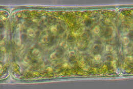 Spirogyra majuscula resmi