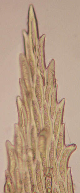 Image of <i>Hylocomiadelphus triquetrus</i>