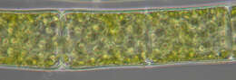 Spirogyra majuscula resmi