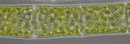 Image of Spirogyra majuscula