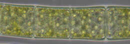 Spirogyra majuscula resmi