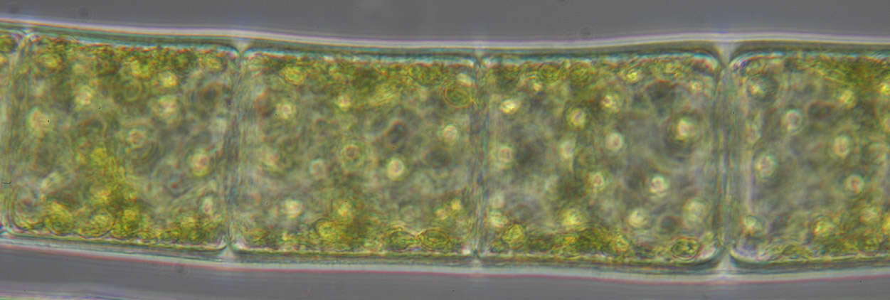 Spirogyra majuscula resmi