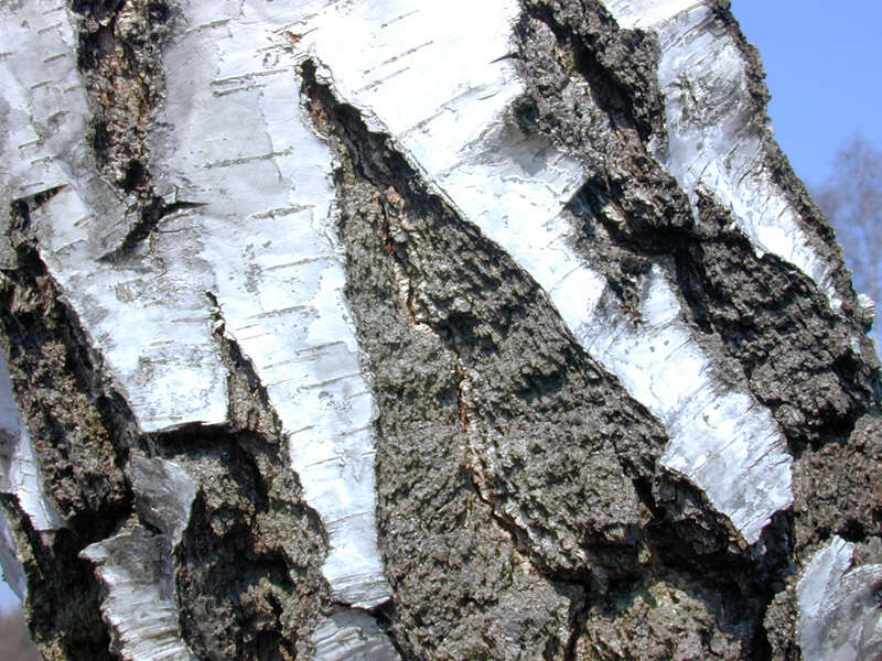 Image of Common Birch