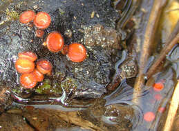 Image of Scutellinia scutellata (L.) Lambotte 1887