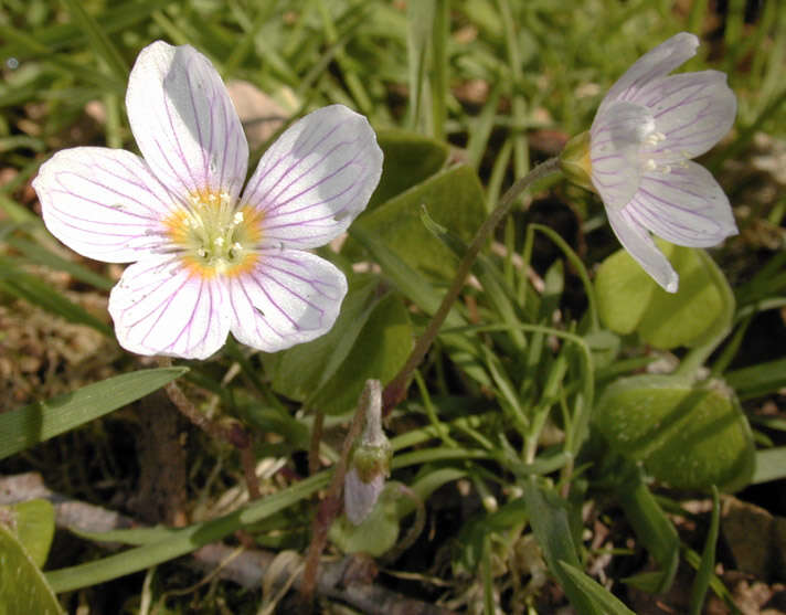 Imagem de Oxalis acetosella L.