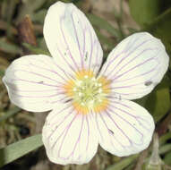 Imagem de Oxalis acetosella L.