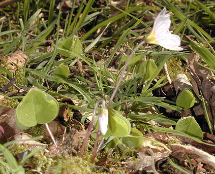 Imagem de Oxalis acetosella L.