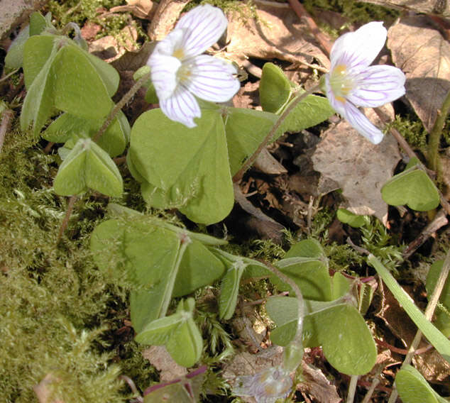 Image of Wood-sorrel