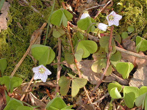 Imagem de Oxalis acetosella L.