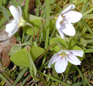 Imagem de Oxalis acetosella L.