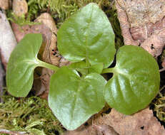 Image of broadleaf enchanter's nightshade