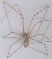 Image of Long-bodied Cellar Spider