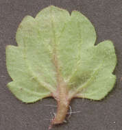 Image of birdeye speedwell