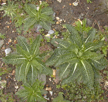 Image of Fuller's teasel